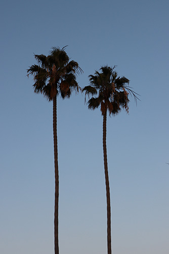 Palm Trees