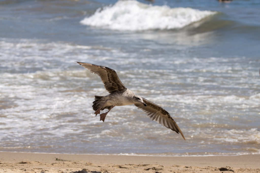 Bird in flight