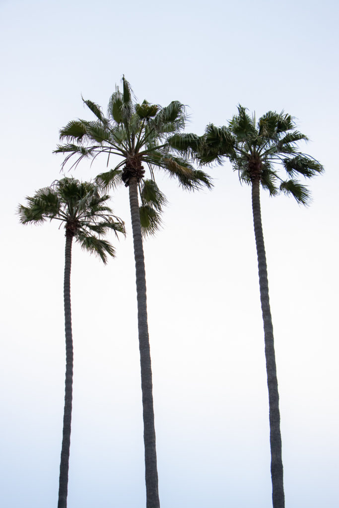 Tres Palms