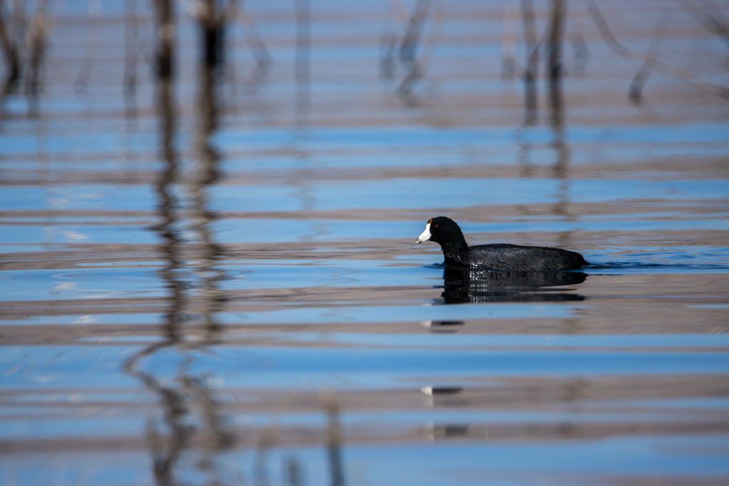 Waterfowl