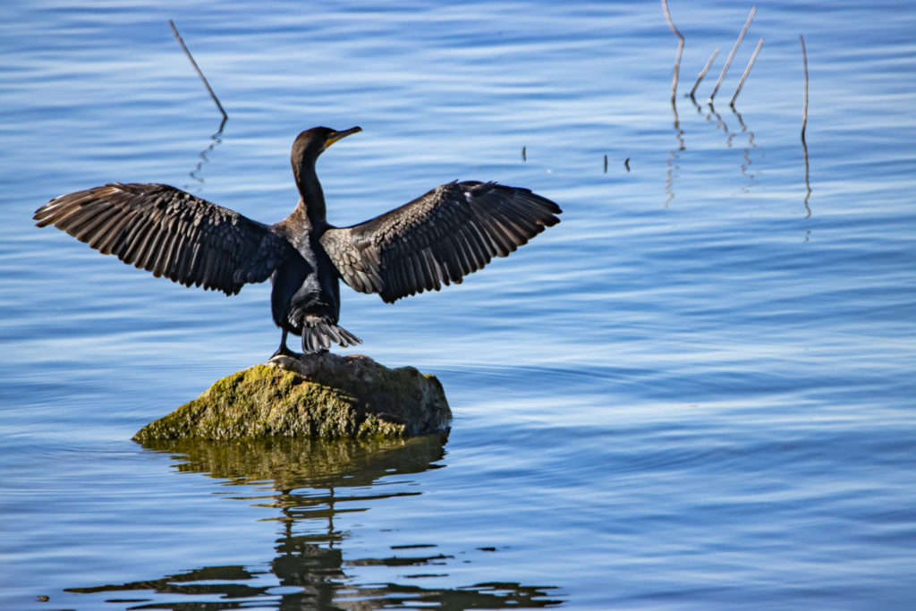 Waterfowl