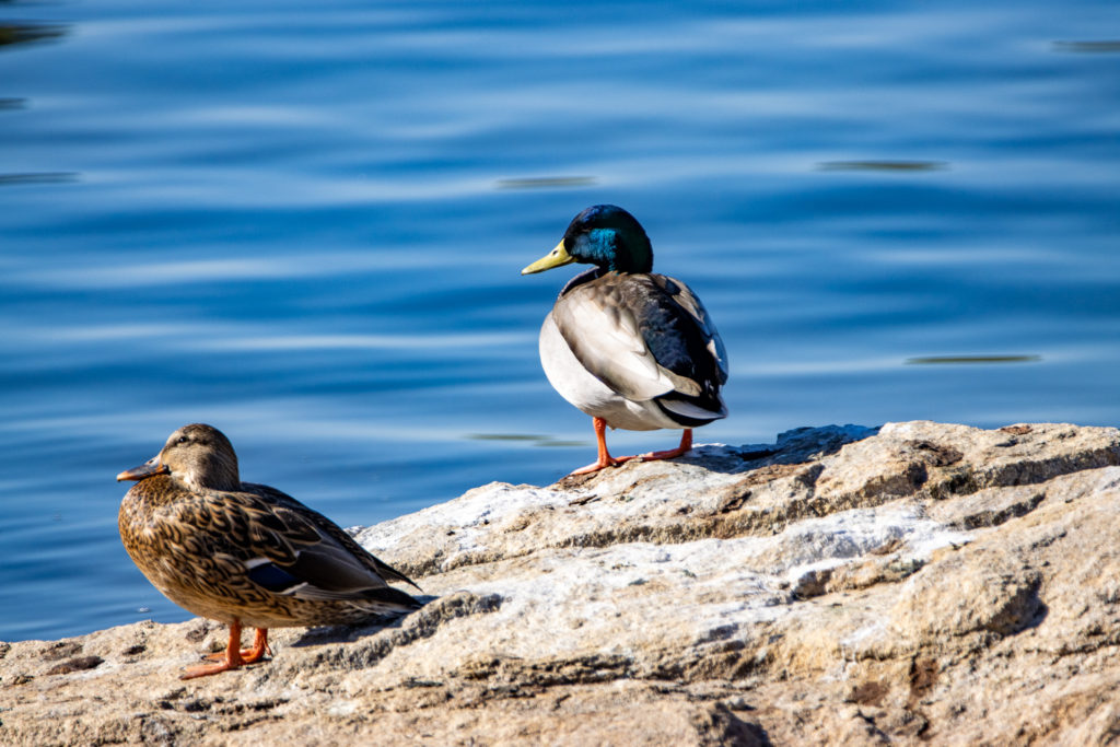 Waterfowl