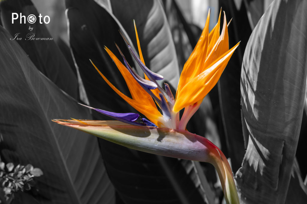 Bird of Paradise Hybrid Color BDM